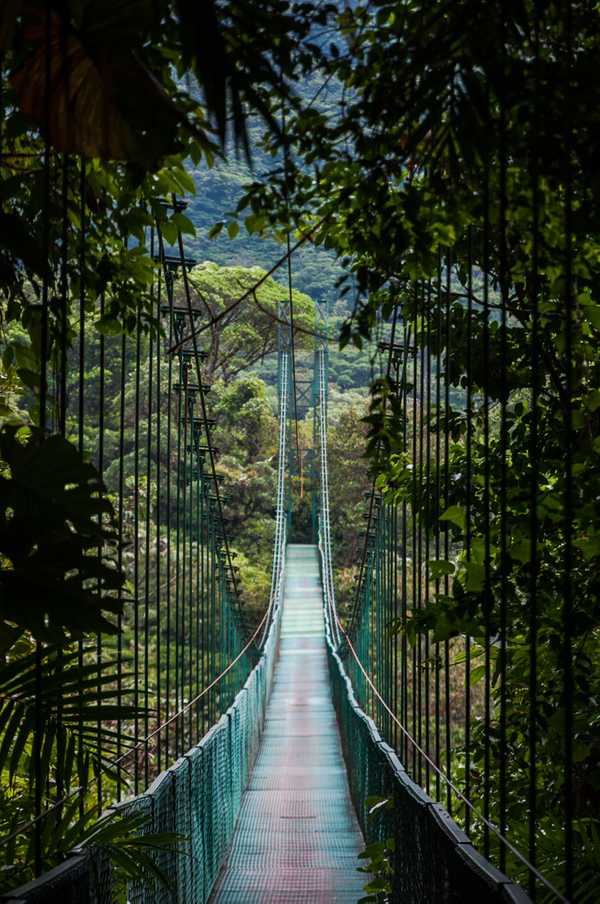 Forest bridge