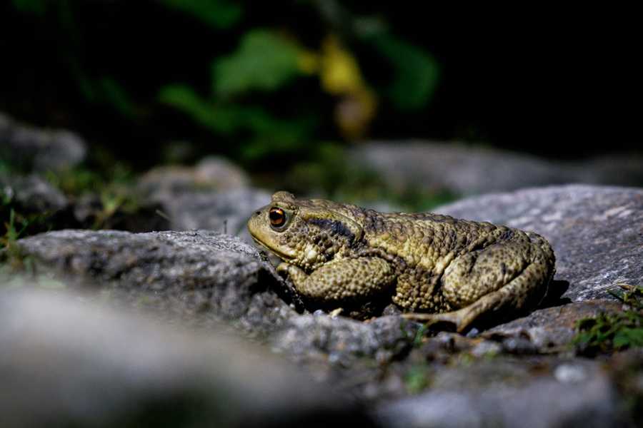 A toad